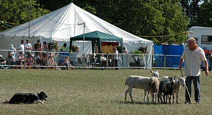Sheepdog display, Lambeth Country Fair, Brockwell Park, Herne Hill, London 16th-17th July 2005