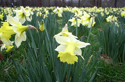 Daffodils in Green park, London London, February 2007