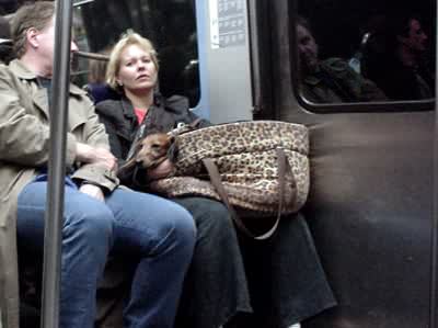 Dog in a bag, Metro