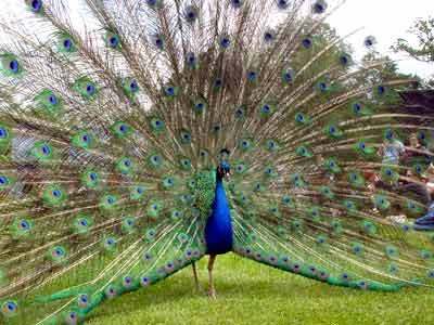 Peacock in action, Big Chill