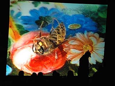 Dying wasp film, Big Chill festival, Eastnor Castle, Ledbury, Herefordshire, England UK