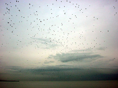 Starlings diving under the pier,  Palace Pier, Brighton