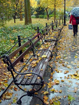 Autumn leaves on a park bench, City Hall Park, Manhattan, New York