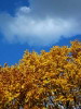 Autumn colours, Central Park, New York, USA