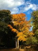 Autumnal shades, Central Park , New York, USA