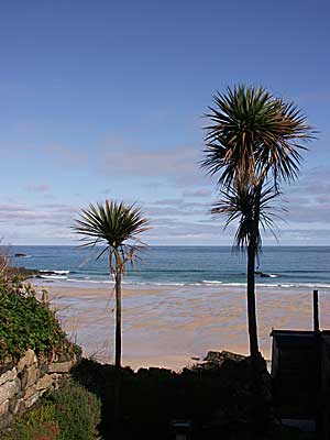 Palm trees, Porthmeor Beach, St Ives, Cornwall, April 2004