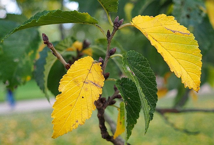 In photos: Green Park in October: autumn shades, squirrels and an influencer