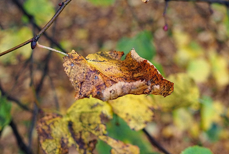 In photos: Green Park in October: autumn shades, squirrels and an influencer