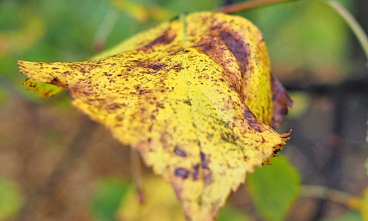 In photos: Green Park in October: autumn shades, squirrels and an influencer