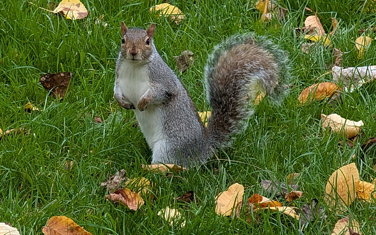 In photos: Green Park in October: autumn shades, squirrels and an influencer