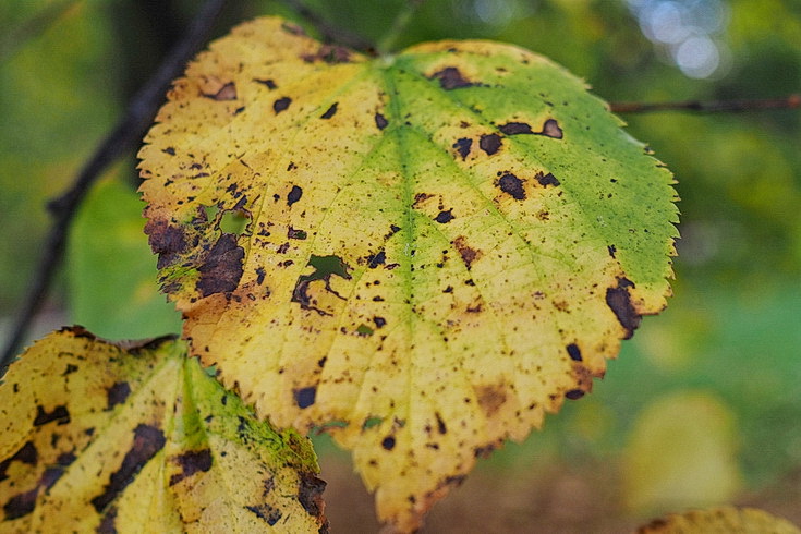 In photos: Green Park in October: autumn shades, squirrels and an influencer