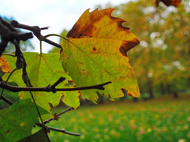 In photos: Green Park in October: autumn shades, squirrels and an influencer