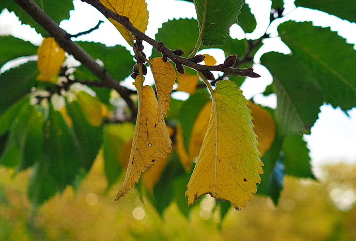 In photos: Green Park in October: autumn shades, squirrels and an influencer