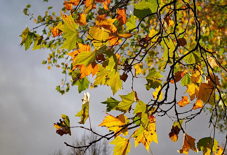 In photos: Green Park in October: autumn shades, squirrels and an influencer