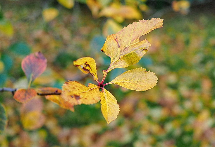 In photos: Green Park in October: autumn shades, squirrels and an influencer