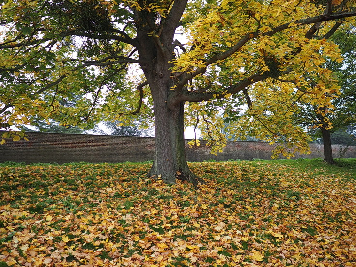 In photos: a wonderful autumnal walk from Hampton Court to Kingston alongside the River Thames