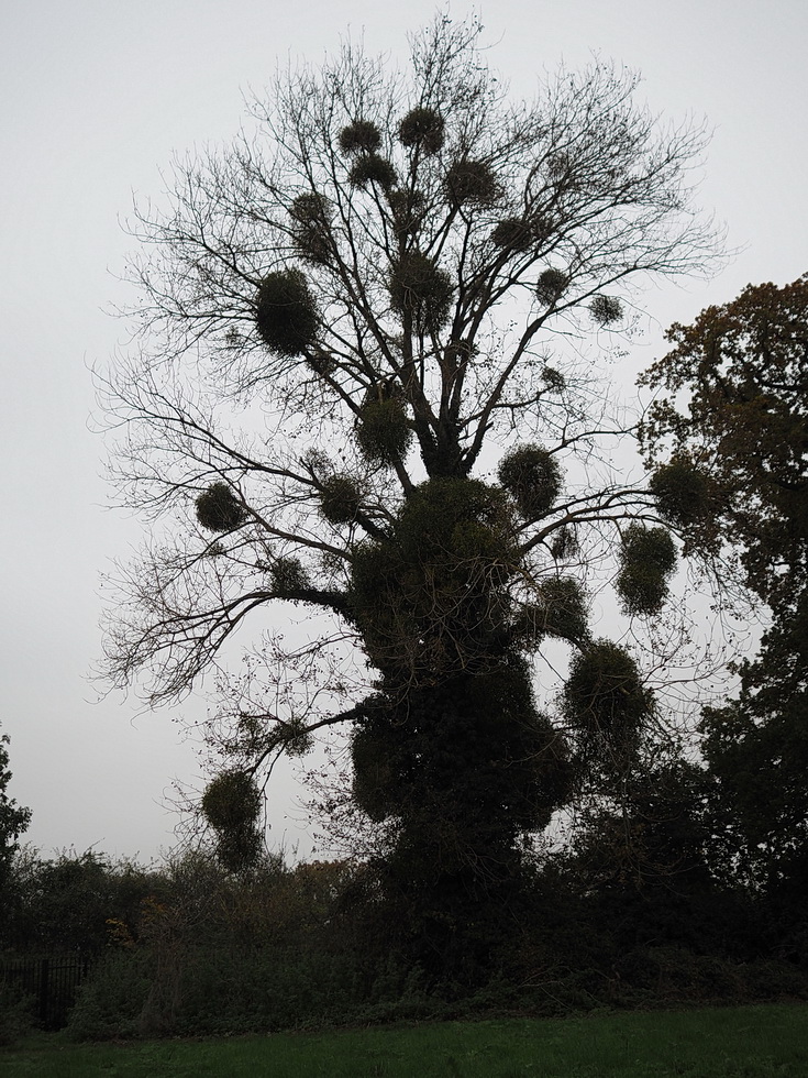 In photos: a wonderful autumnal walk from Hampton Court to Kingston alongside the River Thames