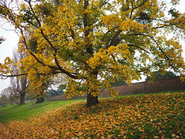 In photos: a wonderful autumnal walk from Hampton Court to Kingston alongside the River Thames