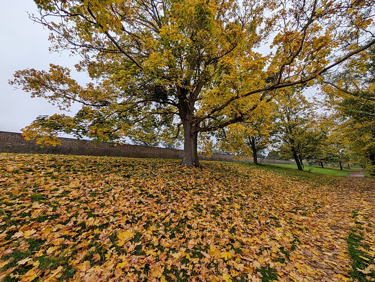 In photos: a wonderful autumnal walk from Hampton Court to Kingston alongside the River Thames