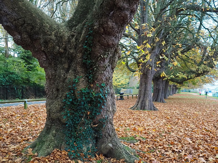 In photos: a wonderful autumnal walk from Hampton Court to Kingston alongside the River Thames