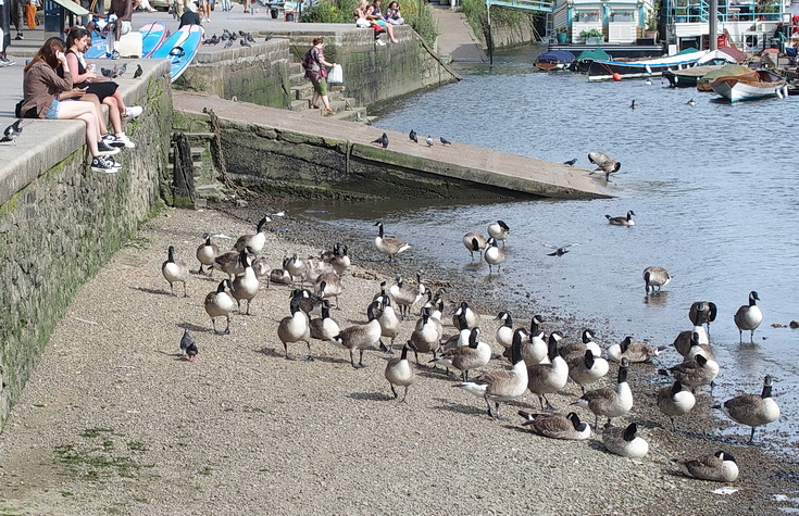 A beautiful London riverside walk: Kew Bridge to Richmond in 40 photos