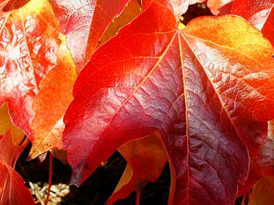 Autumn reds, Brockwell Park, Brixton, London