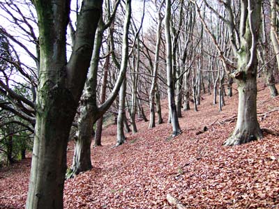 Beech trees, Craig Llanishen, Cefn Onn, north Cardiff, south Wales photos